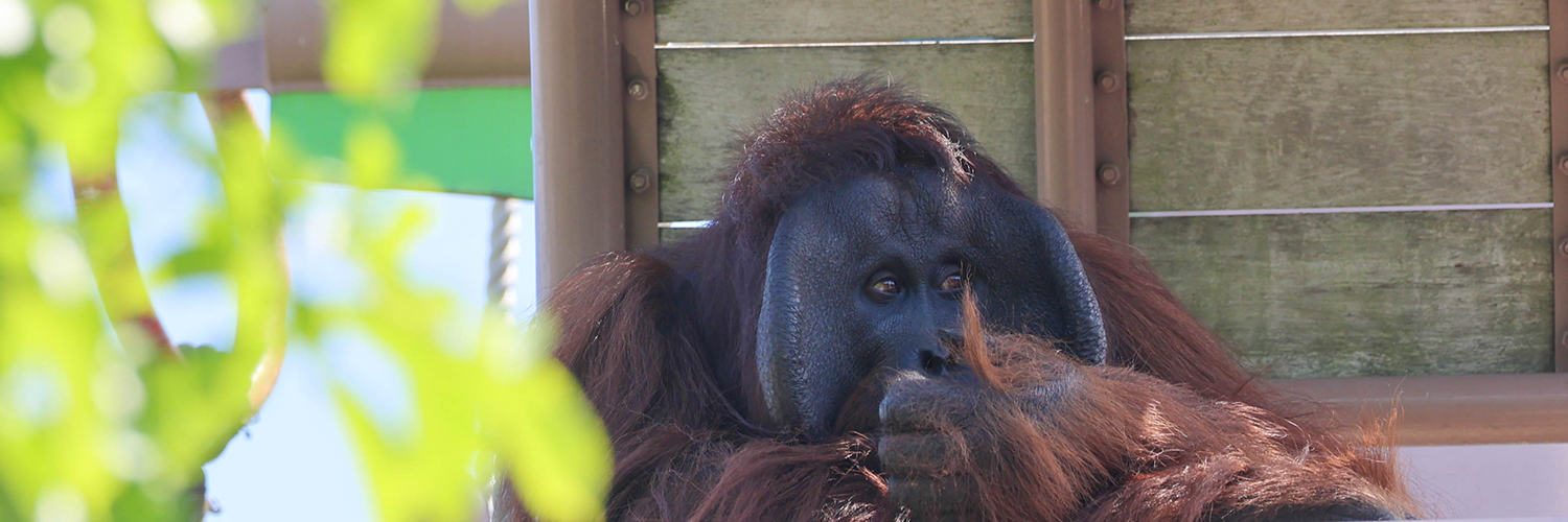 Live Zoo In あさひやま's banner
