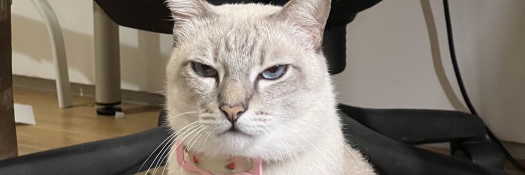 BlindCatNamedShadow's banner