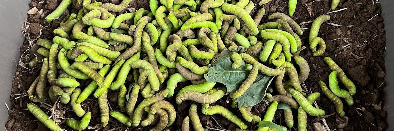 MAKOTO YOSHIDA　世界の虫を食べてみたい 発売中's banner