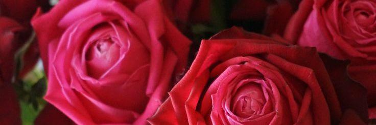 Jeanette's banner