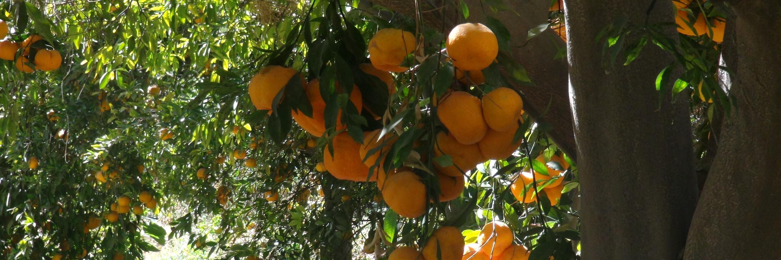 وليد الراجحي Walid_Alrajhy's banner