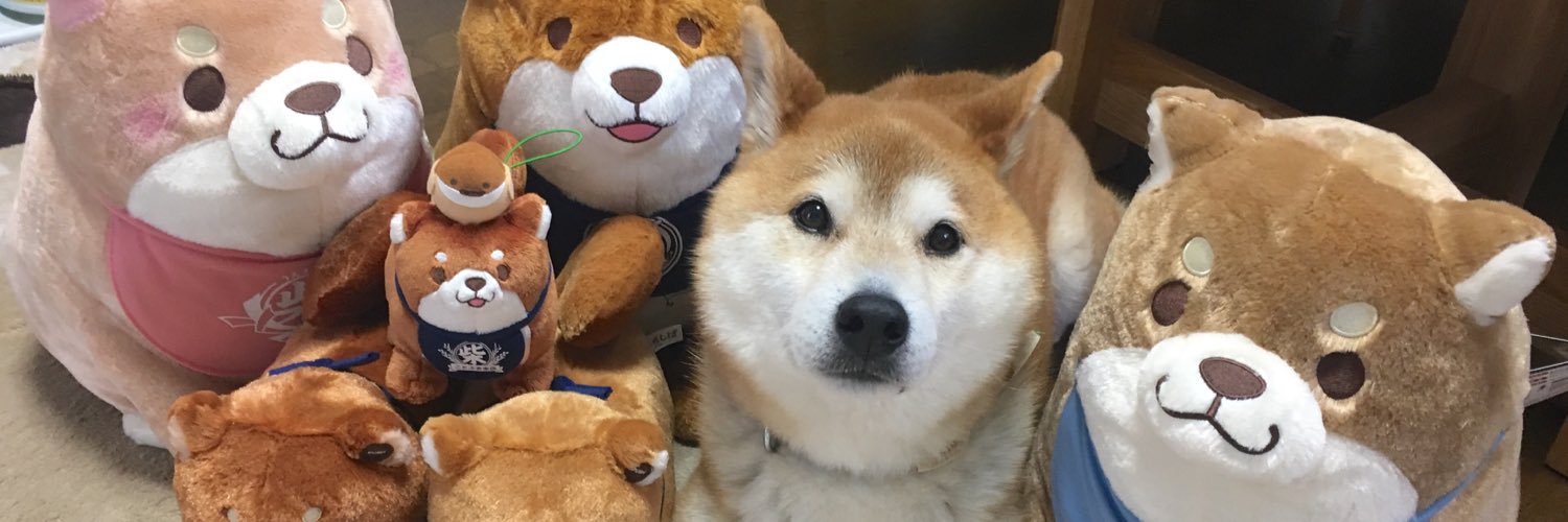 柴犬テツ's banner