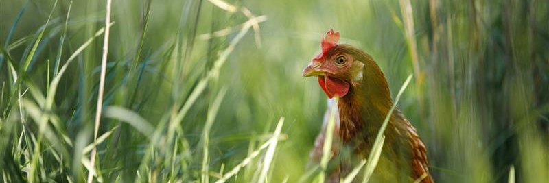 Vital Farms's banner