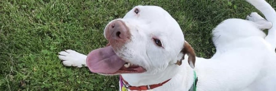 Pennsylvania SPCA's banner