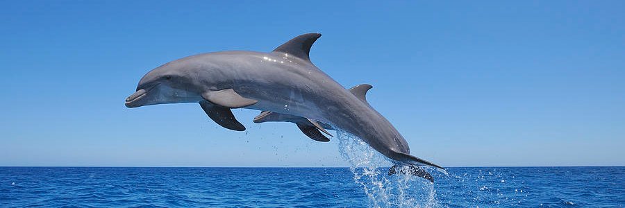 Atilla Torgay🐬's banner