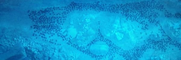 Т.К.'s banner