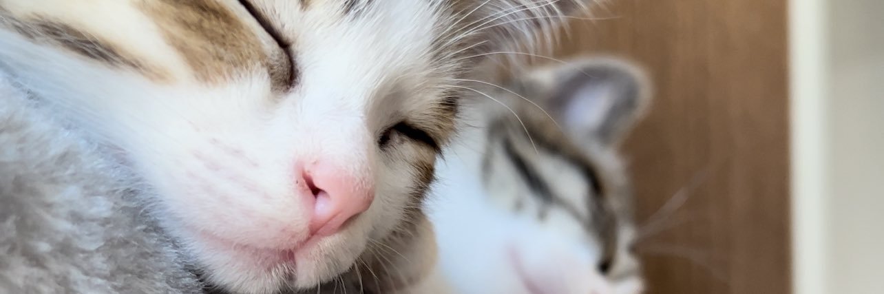 -CAT- ねるネコ！'s banner