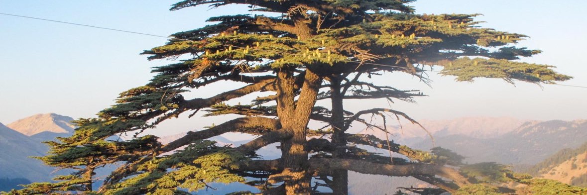 كريستيان بيسري's banner