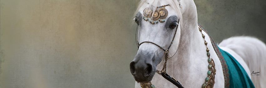 م . عمر آل يحيى الشريف's banner