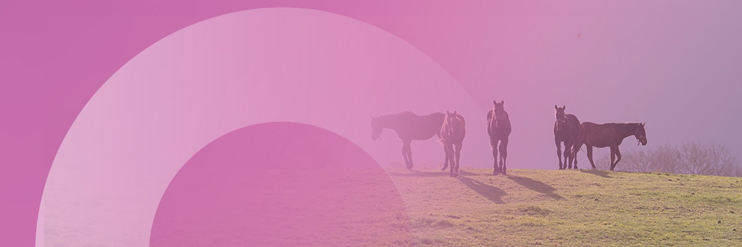 Racing Post Bloodstock's banner