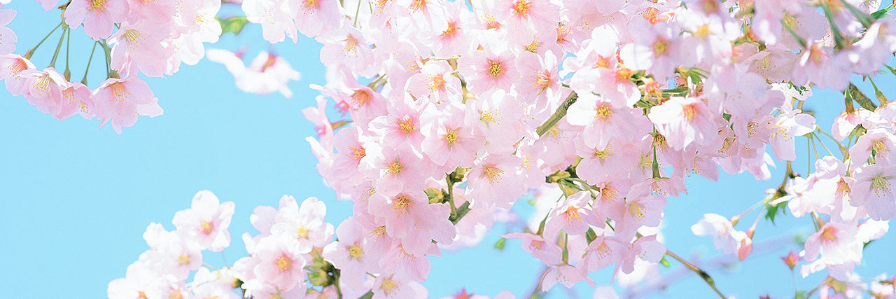 cherry's banner