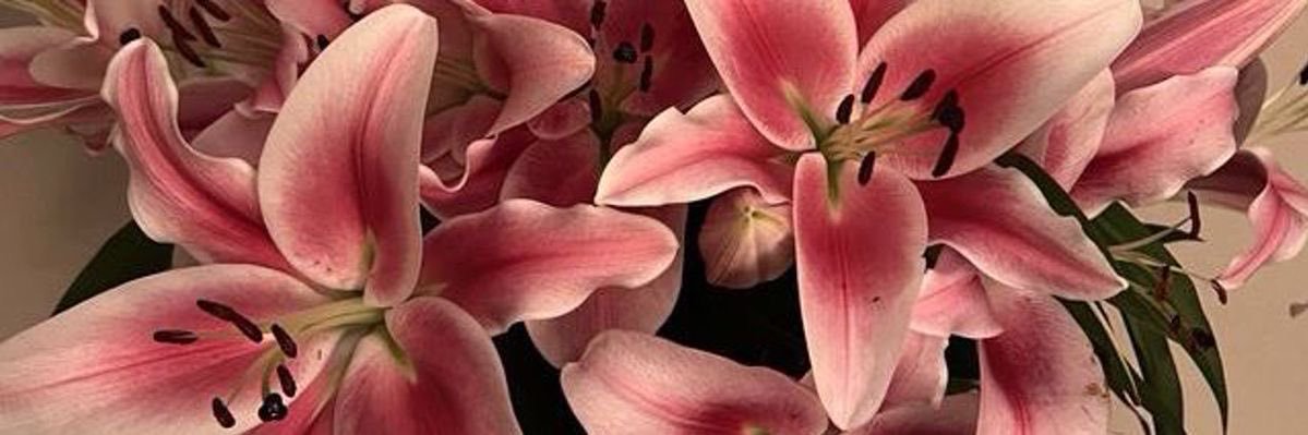 Debbie 🌷's banner