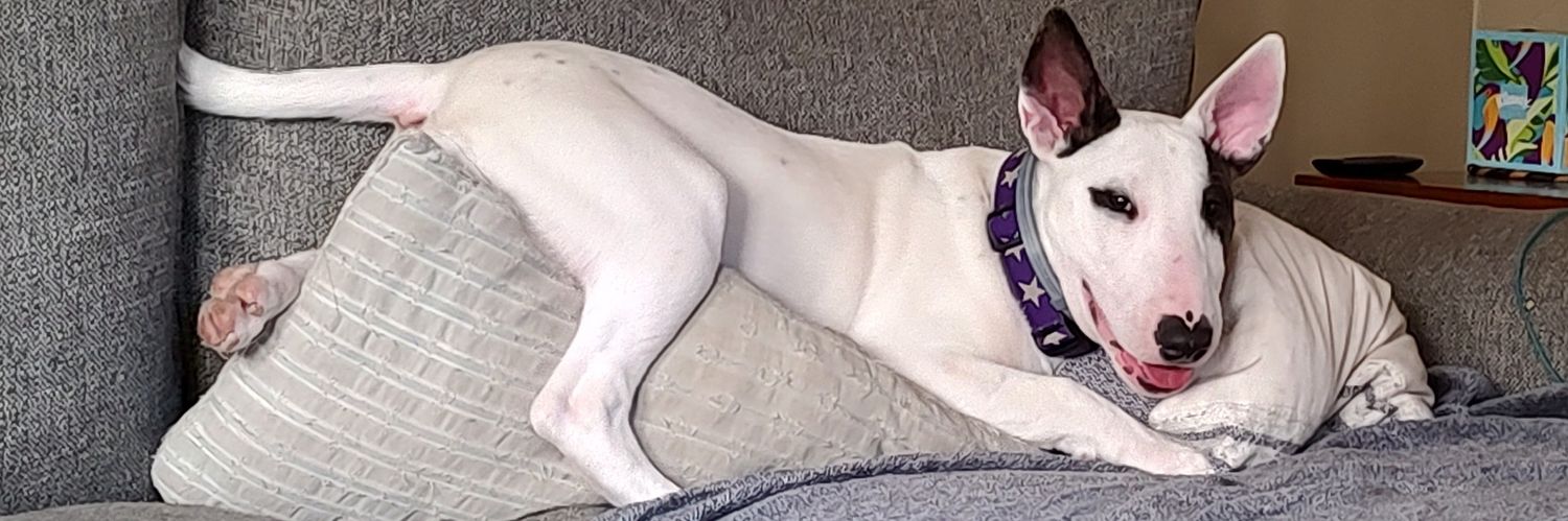 Spike The Rescue Pup & Rex The TV Terrier ®🌈🐾's banner
