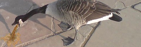 DBlackjack21's banner