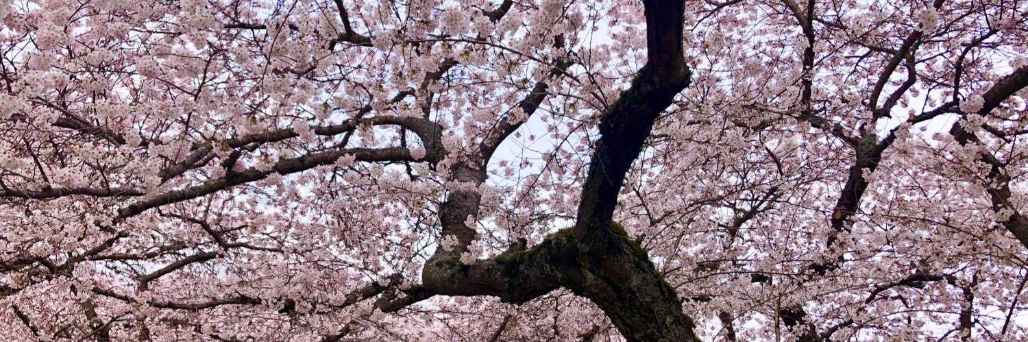 UW Cherry Blossoms's banner