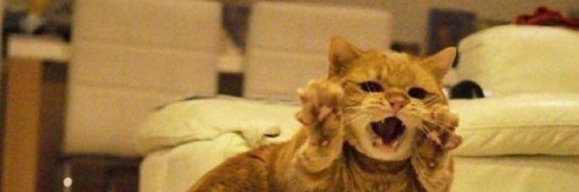 Meow 😳's banner