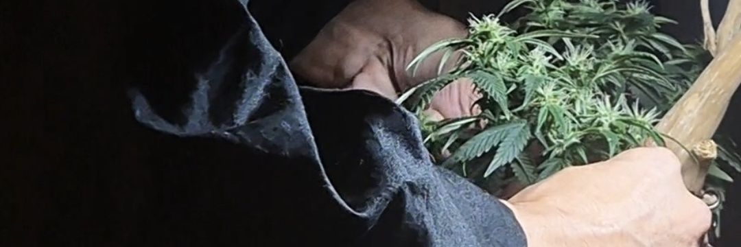 Kei | 大麻文化を作る大麻盆栽家's banner