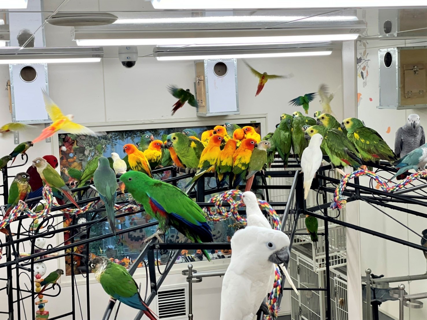 鳥のいるカフェ千駄木店's banner