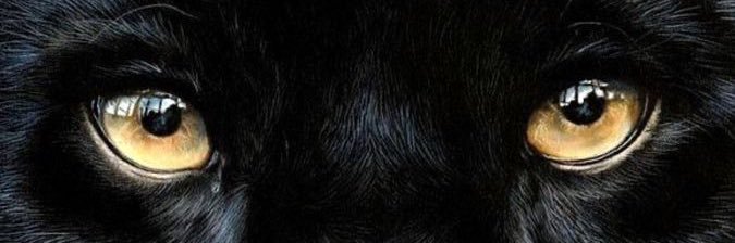 bertin ت's banner