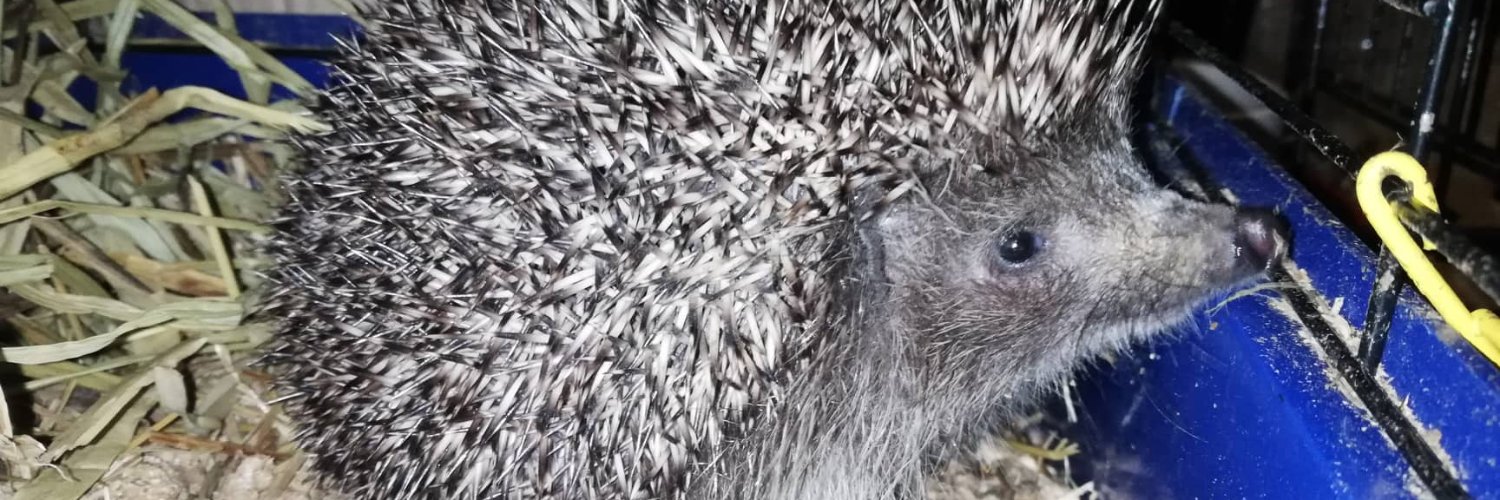 Душний Їж 🦔's banner
