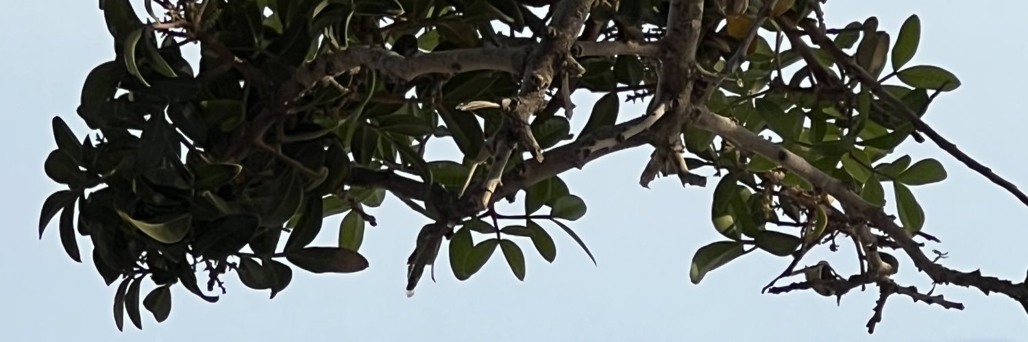 Gözde Türker Güler's banner
