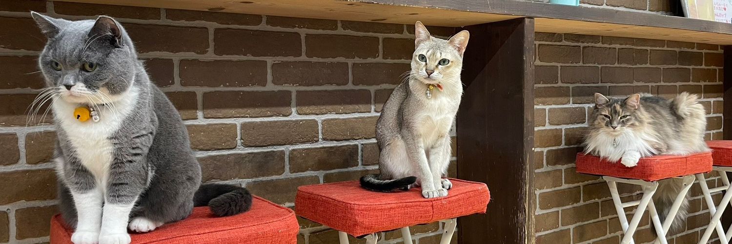 保護猫カフェ鶴橋店【２階】（元・保護猫カフェマンチカン）'s banner