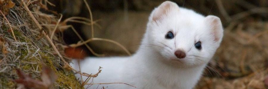 OLOF's banner