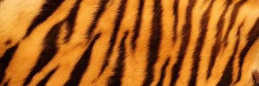 𝐕𝐓's banner