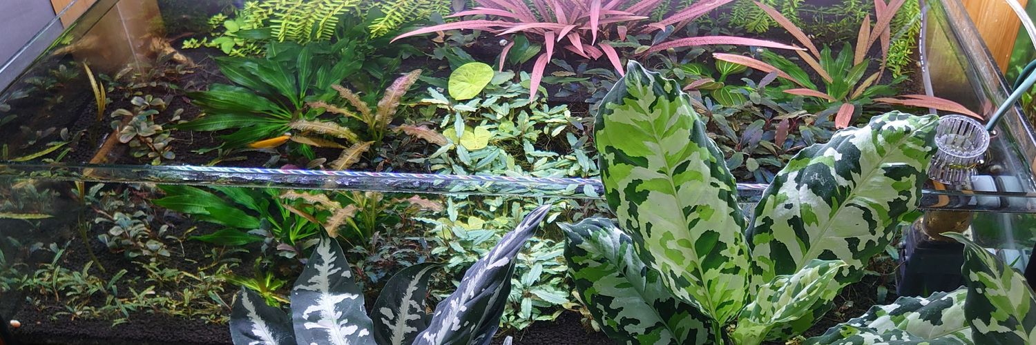 Silent aquarium's banner