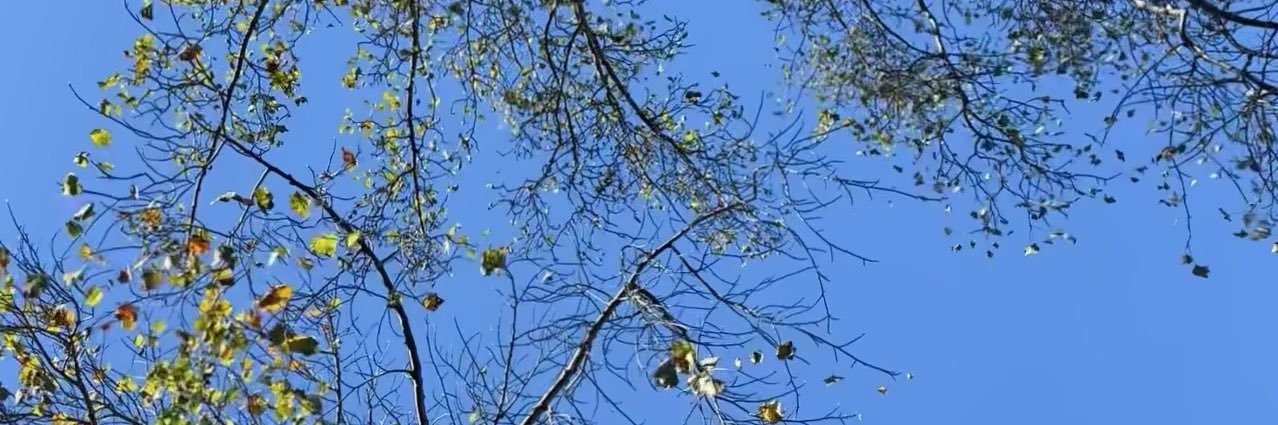 Vidit Bhargava's banner
