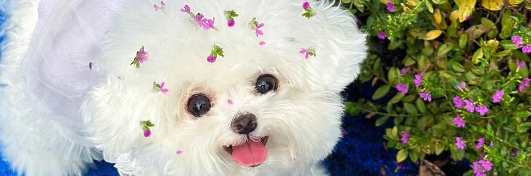 mungming 💕🐶's banner