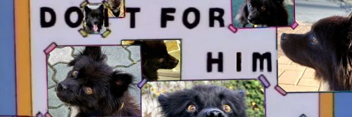 대니가나디🐾's banner
