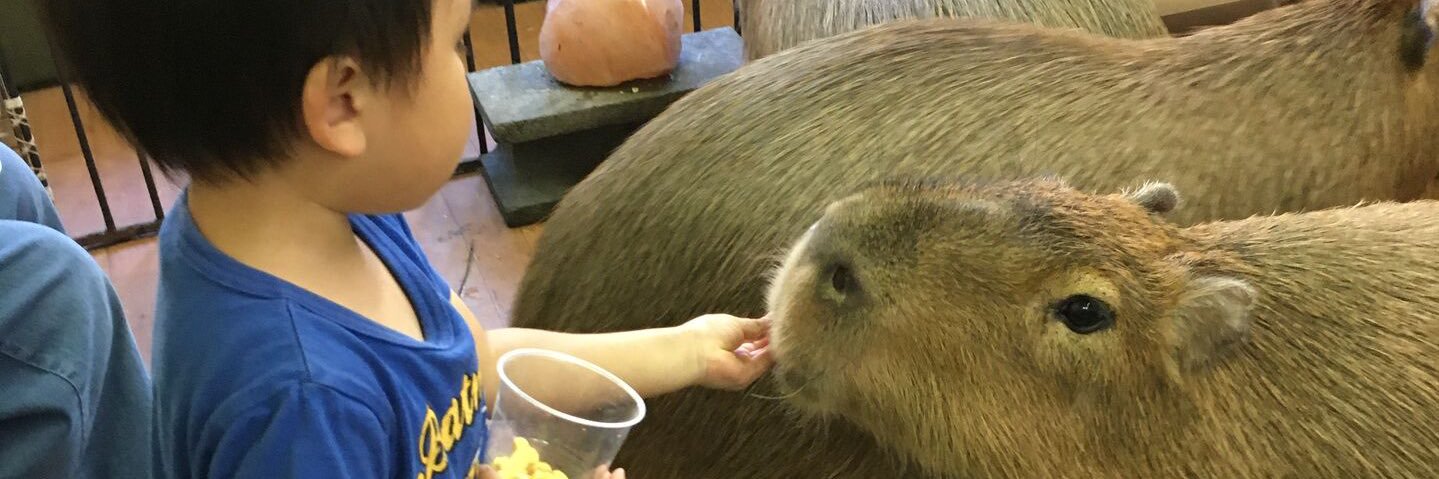 CAPYBARA LAND (Capybara Cafe & Petting Zoo)'s banner