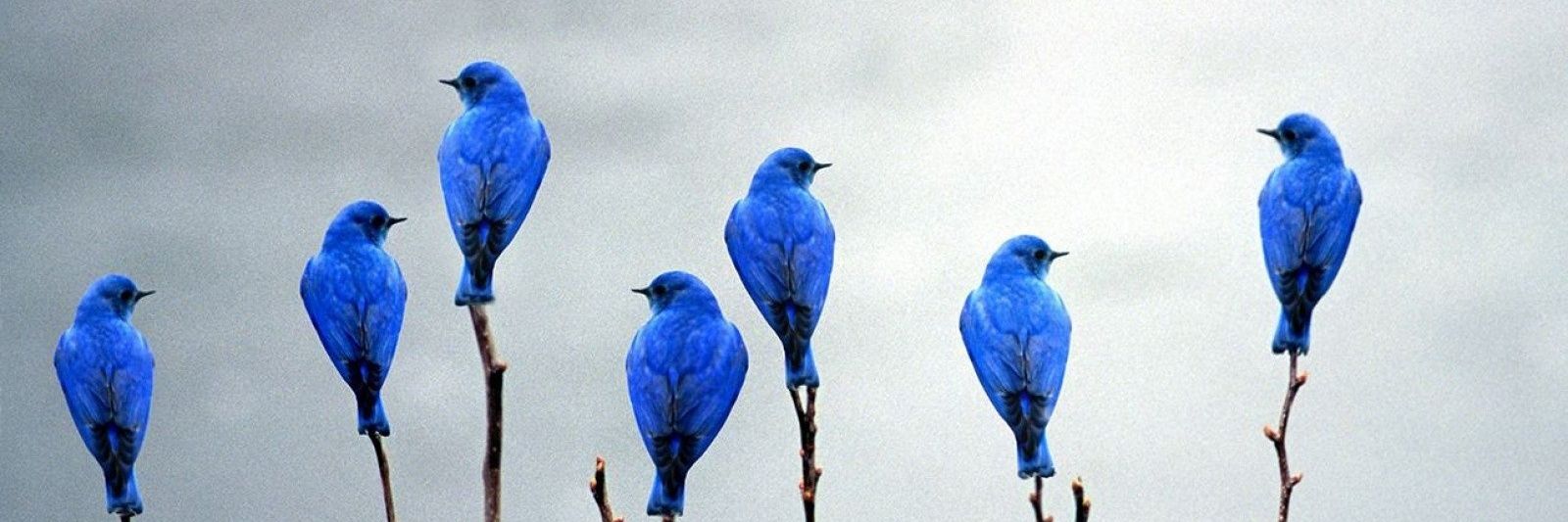 Жанна Ахметова's banner