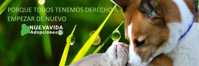 NUEVA VIDA ADOPCIONES's banner