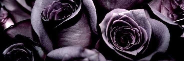 kat's banner