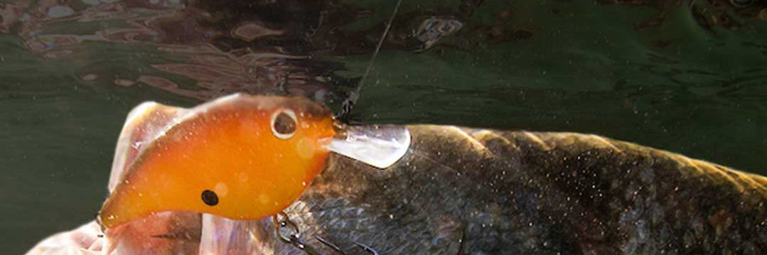 BerkleyFishing's banner