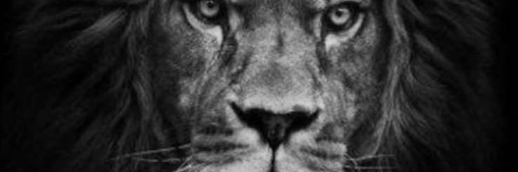 arif calikoglu 🇹🇷⭐️⭐️⭐️⭐️⭐️'s banner