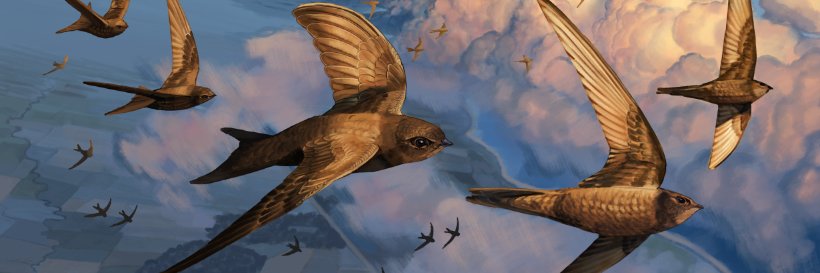 🦤 Crow Artist 🐦‍⬛🐦‍⬛🐦‍⬛🐦‍⬛🐦‍⬛🐦‍⬛🐦‍⬛🐦‍⬛🪺's banner