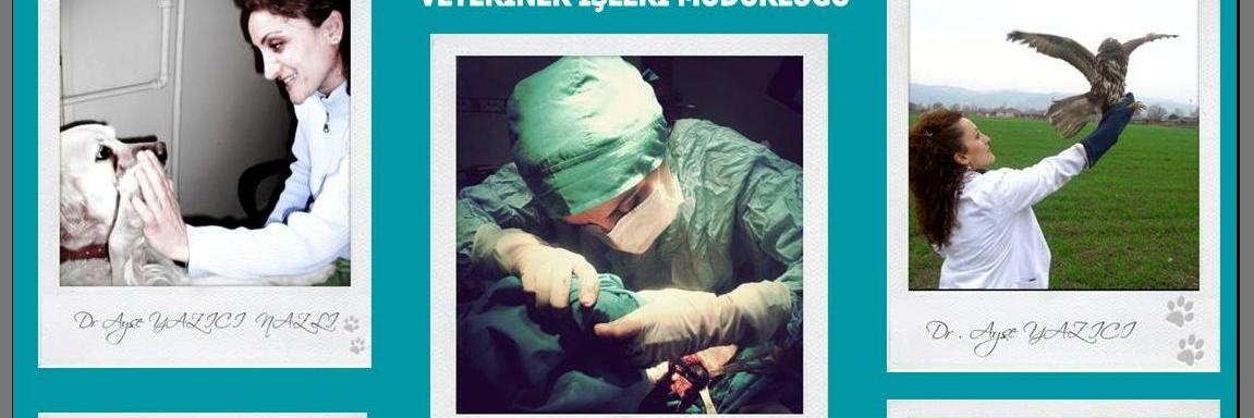Dr.Ayşe 🇹🇷🇹🇷 🩺's banner