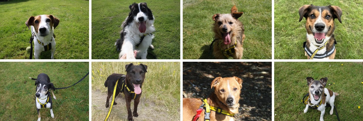 Dogs Trust Ireland's banner