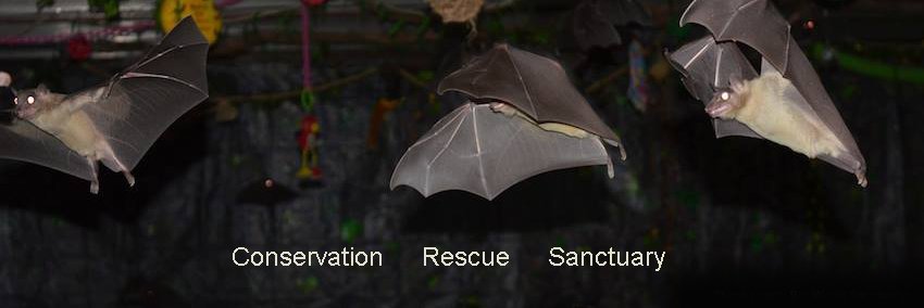 Bat World Sanctuary's banner