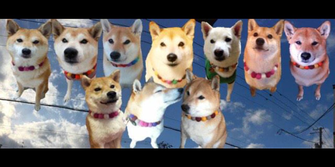 まーすけ＆フーマ🐶🚙💨's banner
