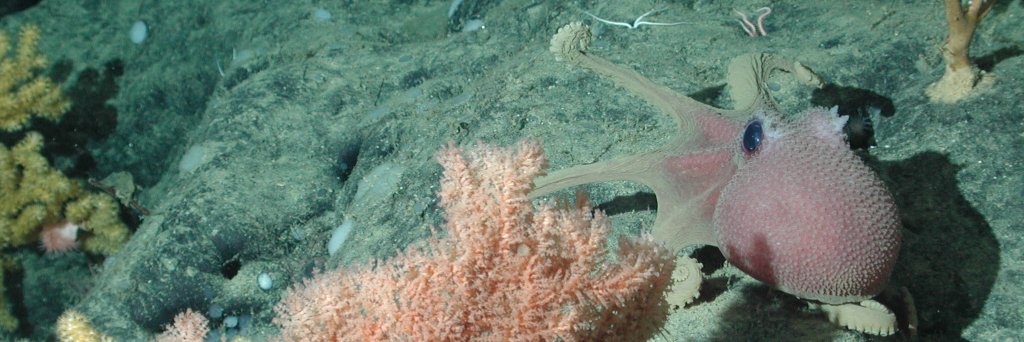 MBARI's banner
