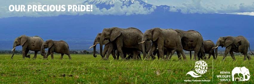 Kenya Wildlife Service's banner