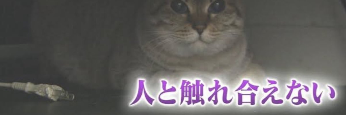 たぱめ🐢's banner