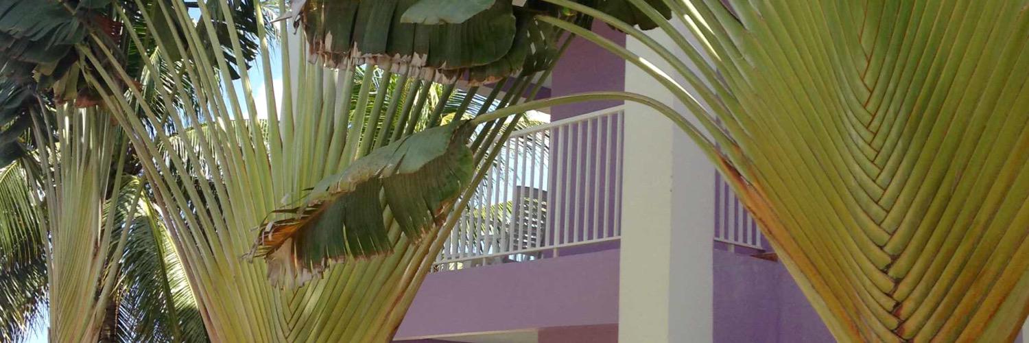 Niggaless Cage.'s banner