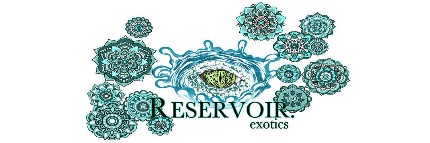 れい @RESERVOIR.exotics's banner