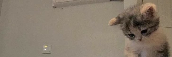 lauren's banner