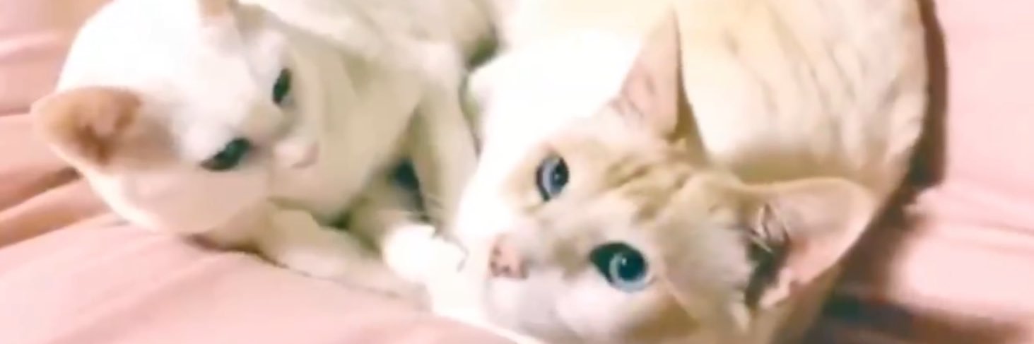 Cat すず's banner